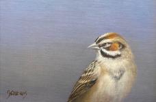 Study of Lark Sparrow by Jhenna Quinn Lewis